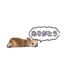 ちょこのスタンプ（個別スタンプ：3）
