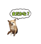 ちょこのスタンプ（個別スタンプ：5）
