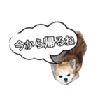 ちょこのスタンプ（個別スタンプ：6）