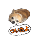 ちょこのスタンプ（個別スタンプ：7）