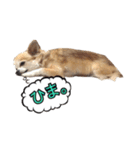 ちょこのスタンプ（個別スタンプ：8）