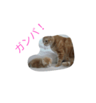 モカちん（個別スタンプ：12）
