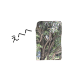 ZOO（個別スタンプ：3）
