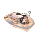 だる犬くっちゃん（個別スタンプ：1）