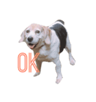 だる犬くっちゃん（個別スタンプ：3）