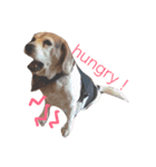 だる犬くっちゃん（個別スタンプ：6）