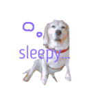 だる犬くっちゃん（個別スタンプ：10）