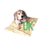 だる犬くっちゃん（個別スタンプ：11）