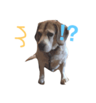 だる犬くっちゃん（個別スタンプ：12）
