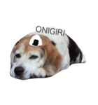 だる犬くっちゃん（個別スタンプ：13）