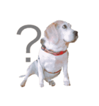 だる犬くっちゃん（個別スタンプ：14）