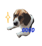 だる犬くっちゃん（個別スタンプ：16）