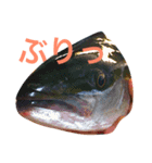 魚たち（個別スタンプ：1）