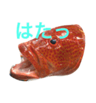 魚たち（個別スタンプ：2）