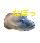 魚たち（個別スタンプ：6）
