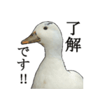 小さいアヒルのブッチー（個別スタンプ：1）
