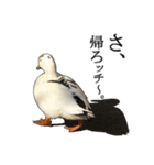 小さいアヒルのブッチー（個別スタンプ：3）