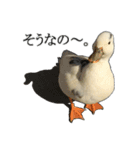 小さいアヒルのブッチー（個別スタンプ：5）