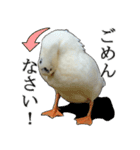 小さいアヒルのブッチー（個別スタンプ：6）