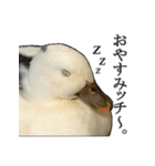 小さいアヒルのブッチー（個別スタンプ：7）