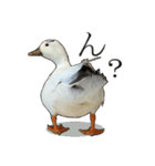 小さいアヒルのブッチー（個別スタンプ：8）