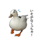 小さいアヒルのブッチー（個別スタンプ：10）