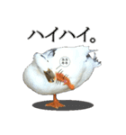 小さいアヒルのブッチー（個別スタンプ：12）