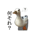 小さいアヒルのブッチー（個別スタンプ：15）