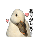 小さいアヒルのブッチー（個別スタンプ：16）
