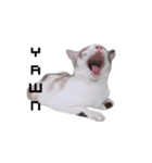 MABAEWCAT（個別スタンプ：1）