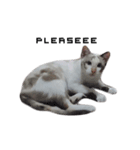 MABAEWCAT（個別スタンプ：2）
