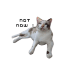 MABAEWCAT（個別スタンプ：3）