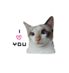 MABAEWCAT（個別スタンプ：4）