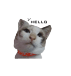 MABAEWCAT（個別スタンプ：5）