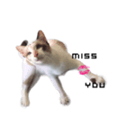 MABAEWCAT（個別スタンプ：6）