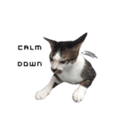 MABAEWCAT（個別スタンプ：7）