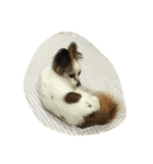 モナカスタンプ（個別スタンプ：6）