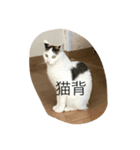 りきいなりちゃー（個別スタンプ：6）