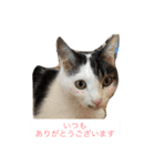ネコとときどきザリガニ（個別スタンプ：4）