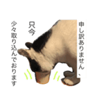 ネコとときどきザリガニ（個別スタンプ：7）