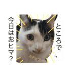 ネコとときどきザリガニ（個別スタンプ：12）
