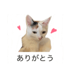 ネコとときどきザリガニ（個別スタンプ：15）