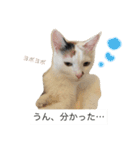 ネコとときどきザリガニ（個別スタンプ：16）