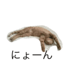 ねこねこ生活（個別スタンプ：1）