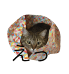 ねこねこ生活（個別スタンプ：4）