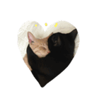 ねこねこ生活（個別スタンプ：7）