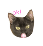 ねこねこ生活（個別スタンプ：8）
