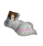 パピヨンのショコラ（個別スタンプ：1）