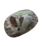 パピヨンのショコラ（個別スタンプ：3）