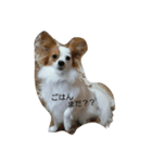 パピヨンのショコラ（個別スタンプ：8）